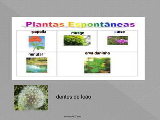papoila musgo urze
erva daninha
nenúfar
dentes de leão
alunos do 2º ano
 