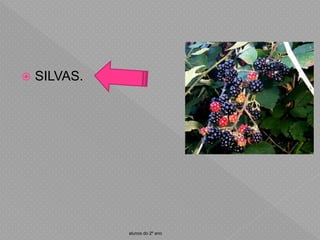  SILVAS.
alunos do 2º ano
 