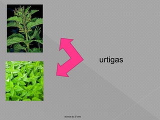 urtigas
alunos do 2º ano
 