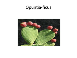 Opuntia-ficus
 