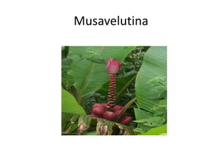 Musavelutina
 