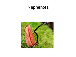 Nephentes
 