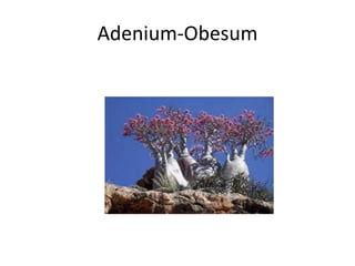 Adenium-Obesum
 