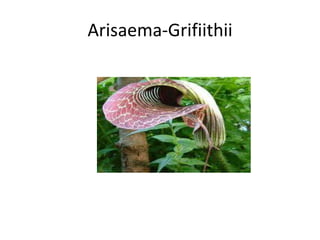 Arisaema-Grifiithii
 