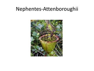 Nephentes-Attenboroughii
 