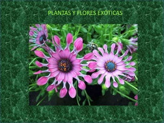 PLANTAS Y FLORES EXÓTICAS

 