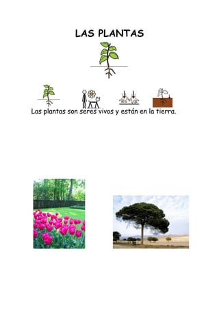 LAS PLANTAS




Las plantas son seres vivos y están en la tierra.
 