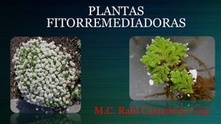 PLANTAS
FITORREMEDIADORAS
M.C. Raúl Castañeda Ceja
 