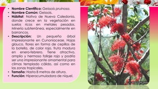 • Nombre Científico: Geissois pruinosa.
• Nombre Común: Geissois.
• Hábitat: Nativa de Nueva Caledonia,
donde crece en la vegetación en
suelos ricos en metales pesados.
Minería subterránea, especialmente en
barrancos.
• Descripción: Un pequeño árbol
impresionante en Cunoniaceae. Hojas
glauco, flores en forma de cepillos de
la botella, de color rojo, fruta madura
en enero-febrero. Tiene atractivo,
amplio y hermoso follaje rojo y podría
ser una impresionante ornamental para
climas templado cálido, así como en
las zonas tropicales.
• Tamaño: Hasta 8 metros de altura.
• Función: Hiperacumuladora de níquel.
 