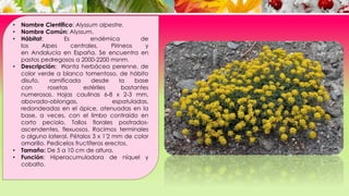 • Nombre Científico: Alyssum alpestre.
• Nombre Común: Alyssum.
• Hábitat: Es endémica de
los Alpes centrales, Pirineos y
en Andalucía en España. Se encuentra en
pastos pedregosos a 2000-2200 msnm.
• Descripción: Planta herbácea perenne, de
color verde a blanco tomentoso, de hábito
disufo, ramificada desde la base
con rosetas estériles bastantes
numerosas. Hojas caulinas 6-8 x 2-3 mm,
abovado-oblongas, espatuladas,
redondeadas en el ápice, atenuadas en la
base, a veces, con el limbo contraído en
corto peciolo. Tallos florales postrados-
ascendentes, flexuosos. Racimos terminales
o alguno lateral. Pétalos 3 x 1'2 mm de color
amarillo. Pedicelos fructíferos erectos.
• Tamaño: De 5 a 10 cm de altura.
• Función: Hiperacumuladora de níquel y
cobalto.
 