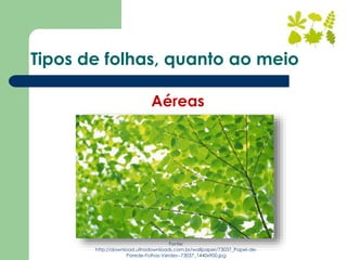 Aéreas
Fonte:
http://download.ultradownloads.com.br/wallpaper/73037_Papel-de-
Parede-Folhas-Verdes--73037_1440x900.jpg
Tipos de folhas, quanto ao meio
 