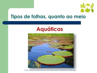 Aquáticas
Fonte: http://www.sotendencias.com/img/fotos/plantas%20aquaticas%204.jpg
Tipos de folhas, quanto ao meio
 