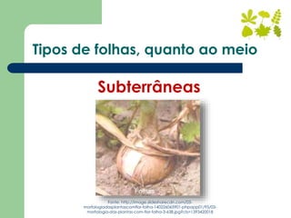 Subterrâneas
Fonte: http://image.slidesharecdn.com/03-
morfologiadasplantascomflor-folha-140226065901-phpapp01/95/03-
morfologia-das-plantas-com-flor-folha-3-638.jpg?cb=1393420018
Tipos de folhas, quanto ao meio
 