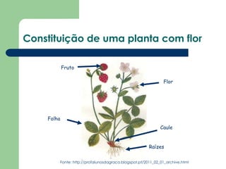Constituição de uma planta com flor
Flor
Folha
Raízes
Caule
Fonte: http://profalunosdagraca.blogspot.pt/2011_02_01_archive.html
Fruto
 
