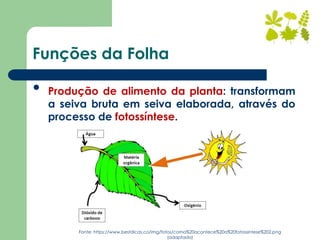 Funções da Folha
• Produção de alimento da planta: transformam
a seiva bruta em seiva elaborada, através do
processo de fotossíntese.
Fonte: https://www.bestdicas.co/img/fotos/como%20acontece%20a%20fotossintese%202.png
(adaptado)
 