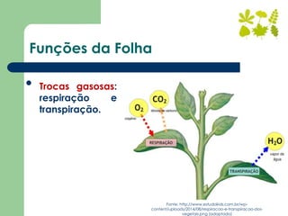 Funções da Folha
• Trocas gasosas:
respiração e
transpiração.
Fonte: http://www.estudokids.com.br/wp-
content/uploads/2014/08/respiracao-e-transpiracao-dos-
vegetais.png (adaptado)
 