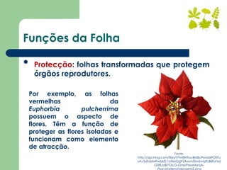 Funções da Folha
• Protecção: folhas transformadas que protegem
órgãos reprodutores.
Por exemplo, as folhas
vermelhas da
Euphorbia pulcherrima
possuem o aspecto de
flores. Têm a função de
proteger as flores isoladas e
funcionam como elemento
de atracção.
Fonte:
http://api.ning.com/files/t7mr8N9uu4Ir68uPwxd6POEFu
xAv3yEdaMRwbkEL1aXk6Gg92AxwnZXedvayIfJB8fuhsd
G5IBJaB7CkLG-GmjvPxxaMwqA-
/fsacoladenatalposeta2.png
 