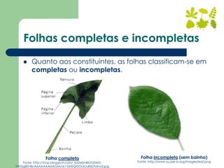 Folhas completas e incompletas
Folha incompleta (sem bainha)
Fonte: http://www.su-per-b.org/images/leaf.png
 Quanto aos constituintes, as folhas classificam-se em
completas ou incompletas.
Folha completa
Fonte: http://3.bp.blogspot.com/_b2Ze0mBOOD4/S-
YWQg80vBI/AAAAAAAAAGM/oL1GNSQOOUk/s400/folha3.jpg
 