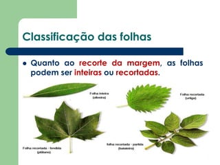 Classificação das folhas
 Quanto ao recorte da margem, as folhas
podem ser inteiras ou recortadas.
 