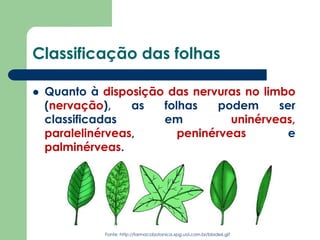 Classificação das folhas
 Quanto à disposição das nervuras no limbo
(nervação), as folhas podem ser
classificadas em uninérveas,
paralelinérveas, peninérveas e
palminérveas.
Fonte: http://farmacobotanica.xpg.uol.com.br/blade6.gif
 