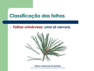 Classificação das folhas
o Folhas uninérveas: uma só nervura.
Folhas uninérveas do pinheiro
Fonte: http://www.saltthesandbox.org/trees/Pine1.jpg
 