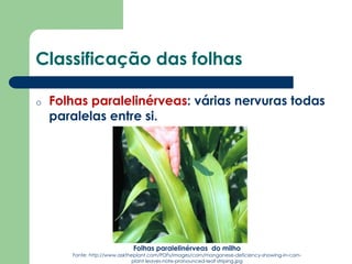 Classificação das folhas
o Folhas paralelinérveas: várias nervuras todas
paralelas entre si.
Folhas paralelinérveas do milho
Fonte: http://www.asktheplant.com/PDFs/images/corn/manganese-deficiency-showing-in-corn-
plant-leaves-note-pronounced-leaf-striping.jpg
 