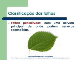 Classificação das folhas
o Folhas peninérveas: com uma nervura
principal de onde partem nervuras
secundárias.
Folha peninérvea do castanheiro
Fonte: http://www.ciencias.seed.pr.gov.br/modules/galeria/uploads/2/normal_536dentada.jpg (adaptado)
 