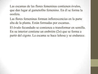 Las escamas de las flores femeninas contienen óvulos,
que dan lugar al gametofito femenino. En él se forma la
oosfera.
Las flores femeninas forman inflorescencias en la parte
alta de la planta. Están formadas por escamas.
El óvulo fecundado se comienza a transformar en semilla.
En su interior contiene un embrión (2n) que se forma a
partir del cigoto. La escama se hace leñosa y se endurece.
 