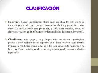 CLASIFICACIÓN
 Coníferas: fueron las primeras plantas con semillas. En este grupo se
incluyen pinos, alerces, cipreses, araucarias, abetos y pinabetes, entre
otros. La mayor parte son perennes, y sólo unas cuantas, como el
ciprés calvo, son caducifolias (pierden sus hojas durante el invierno).
 Cicadáceas: este grupo, muy importante en épocas geológicas
pasadas, sólo incluye pocas especies que vivan todavía. Son plantas
tropicales con hojas compuestas que les dan aspecto de palmera o de
helecho. Tienen estróbilos de semillas y estróbilos de polen en plantas
separadas.
 