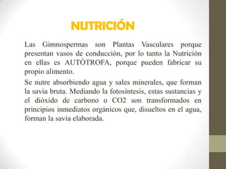 NUTRICIÓN
Las Gimnospermas son Plantas Vasculares porque
presentan vasos de conducción, por lo tanto la Nutrición
en ellas es AUTÓTROFA, porque pueden fabricar su
propio alimento.
Se nutre absorbiendo agua y sales minerales, que forman
la savia bruta. Mediando la fotosíntesis, estas sustancias y
el dióxido de carbono o CO2 son transformados en
principios inmediatos orgánicos que, disueltos en el agua,
forman la savia elaborada.
 