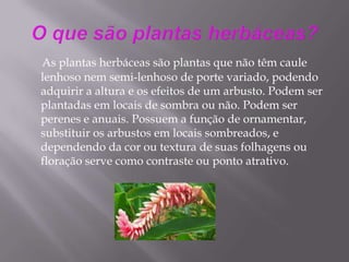 O que são plantas herbáceas?As plantas herbáceas são plantas que não têm caule lenhoso nem semi-lenhoso de porte variado, podendo adquirir a altura e os efeitos de um arbusto. Podem ser plantadas em locais de sombra ou não. Podem ser perenes e anuais. Possuem a função de ornamentar, substituir os arbustos em locais sombreados, e dependendo da cor ou textura de suas folhagens ou floração serve como contraste ou ponto atrativo.