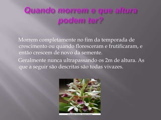 Quando morrem e que altura podem ter?    Morrem completamente no fim da temporada de crescimento ou quando floresceram e frutificaram, e então crescem de novo da semente.     Geralmente nunca ultrapassando os 2m de altura. As que a seguir são descritas são todas vivazes.