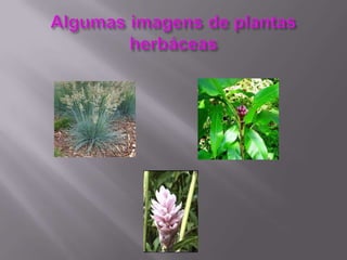Algumas imagens de plantas herbáceas