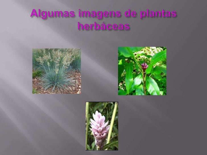 Plantas herbáceas Plantas herbáceas