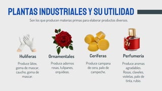 Son los que producen materias primas para elaborar productos diversos.
PLANTASINDUSTRIALESYSUUTILIDAD
Huliferas Ornamentales Ceríferas Perfumería
Produce látex,
goma de mascar,
caucho, goma de
mascar.
Produce adornos
rosas, tulipanes,
orquídeas.
Produce campana
de cera, palo de
campeche.
Produce aromas
agradables.
Rosas, claveles,
violetas, palo de
tinta, rubio.
 