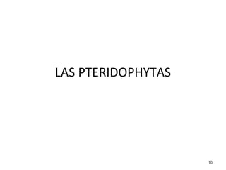 LAS PTERIDOPHYTAS




                    10
 
