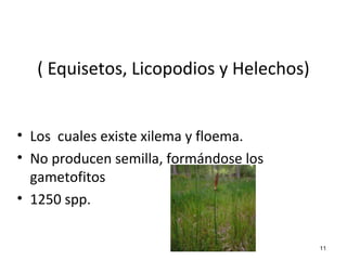 ( Equisetos, Licopodios y Helechos)


• Los cuales existe xilema y floema.
• No producen semilla, formándose los
  gametofitos
• 1250 spp.


                                         11
 
