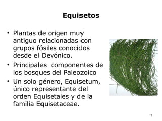 Equisetos

• Plantas de origen muy
  antiguo relacionadas con
  grupos fósiles conocidos
  desde el Devónico.
• Principales componentes de
  los bosques del Paleozoico
• Un solo género, Equisetum,
  único representante del
  orden Equisetales y de la
  familia Equisetaceae.
                               12
 