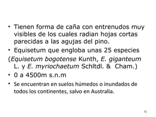 • Tienen forma de caña con entrenudos muy
  visibles de los cuales radian hojas cortas
  parecidas a las agujas del pino.
• Equisetum que engloba unas 25 especies
(Equisetum bogotense Kunth, E. giganteum
  L. y E. myriochaetum Schltdl. & Cham.)
• 0 a 4500m s.n.m
• Se encuentran en suelos húmedos o inundados de
  todos los continentes, salvo en Australia.


                                               13
 
