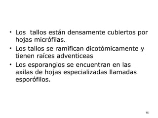 • Los tallos están densamente cubiertos por
  hojas micrófilas.
• Los tallos se ramifican dicotómicamente y
  tienen raíces adventiceas
• Los esporangios se encuentran en las
  axilas de hojas especializadas llamadas
  esporófilos.




                                          15
 