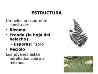 ESTRUCTURA
Un helecho esporofito
  consta de:
• Rizoma:
• Fronda (la hoja del
  helecho):
   – Esporas: "soro".
• Pecíolo
Los jóvenes están
  enrollados sobre sí
  mismos.
                         17
 