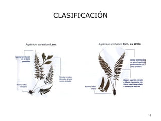 CLASIFICACIÓN




                18
 