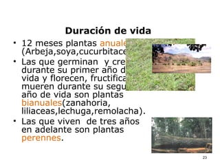 Duración de vida
• 12 meses plantas anuales
  (Arbeja,soya,cucurbitaceas)
• Las que germinan y crecen
  durante su primer año de
  vida y florecen, fructifican y
  mueren durante su segundo
  año de vida son plantas
  bianuales(zanahoria,
  liliaceas,lechuga,remolacha).
• Las que viven de tres años
  en adelante son plantas
  perennes.

                                   23
 