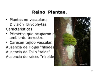 Reino Plantae.
• Plantas no vasculares
  División Bryophytas
Caracteristicas
• Primeros que ocuparon el
  ambiente terrestre.
• Carecen tejido vascular.
Ausencia de Hojas “filoides”
Ausencia de Tallo “talos”
Ausencia de raíces “rizoides”


                                22
 