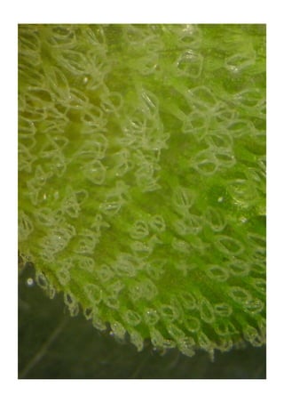 8 Descrições de espécies
Marcelo Pompêo. Monitoramento e manejo de macrófitas aquáticas em reservatórios tropicais brasileiros. 102$
 