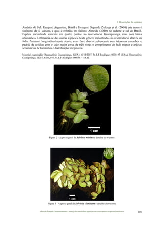8 Descrições de espécies
Marcelo Pompêo. Monitoramento e manejo de macrófitas aquáticas em reservatórios tropicais brasileiros. 105$
América do Sul: Uruguai, Argentina, Brasil e Paraguai. Segundo Zuloaga et al. (2008) este nome é
sinônimo de S. adnata, a qual é referida em Salino; Almeida (2010) no sudeste e sul do Brasil.
Espécie encontrada somente em quatro pontos no reservatório Guarapiranga, mas com baixa
abundância. Diferencia-se das outras espécies deste gênero encontradas no reservatório através da
folha flutuante longitudinalmente aberta, com face abaxial pubescente com tricomas castanhos e
padrão de aréolas com o lado maior cerca de três vezes o comprimento do lado menor e aréolas
secundárias de tamanhos e distribuição irregulares.
Material examinado: Reservatório Guarapiranga, GUA3, 6/14/2007, M.E.F.Rodrigues 0000197 (ESA). Reservatório
Guarapiranga, EG17, 6/10/2010, M.E.F.Rodrigues 0000567 (ESA).
Figura 2 - Aspecto geral da Salvinia minima e detalhe do tricoma.
Figura 3 - Aspecto geral da Salvinia cf molesta e detalhe do tricoma.
 