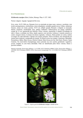 8 Descrições de espécies
Marcelo Pompêo. Monitoramento e manejo de macrófitas aquáticas em reservatórios tropicais brasileiros. 106$
8.1.2 Pontederiaceae
Eichhornia crassipes (Mart.) Solms, Monogr. Phan. 4: 527. 1883.
Nomes vulgares: Aguapé, Aguapé-de-flor-roxa.
Erva, ereta, 10-25 (100) cm, flutuante livre ou enraizada em água rasas, carnosa e suculenta, com
tecido aerenquimatoso, estoloníferas, raízes abundantes, azuladas quando novas. Folhas, submersas
lineares, aéreas em roseta, pecíolo, 10-15 cm, inflado quando flutuante e delgado se enraizada,
lâmina, reniforme, arredondada, lisas, glabras, brilhantes. Inflorescência em espiga, multiflora,
escapo de 15 cm, guarnecido por brácteas. Flores vistosas, zigomorfas, 6 tépalas esverdeadas no
tubo e lilases a azuladas nos lobos, tépala superior com nervuras violáceas e mancha amarela no
centro, margem inteira, 6 estames de anteras sagitadas, violáceas, filetes podem ser curtos, médios
ou longos em cada indivíduo. Cápsula com muitas sementes. Nativa do Brasil, mas introduzida em
muitas áreas tropicais e temperadas do mundo. No Brasil ocorre nos estados: Amazonas, Maranhão,
Pernambuco, Bahia, Mato Grosso, Distrito Federal, Mato Grosso do Sul, São Paulo, Paraná e Santa
Catarina. No reservatório Guarapiranga esteve presente em nove pontos geralmente vegetativa,
jovem, isoladas ou com baixa densidade. Pode ser identificada pelas flores vistosas, lilases e
pecíolos inflados.
Material examinado: Reservatório Billings, C, 4/13/2005, M.E.F.Rodrigues 0000012 (ESA). Reservatório Billings, L,
4/20/2005, M.E.F.Rodrigues 0000035 (ESA). Reservatório Guarapiranga, PA2, 10/16/2008, M.E.F.Rodrigues 0000565
(ESA).
Figura 4 - Aspecto geral da Eichhornia crassipes e detalhe da flor.
 