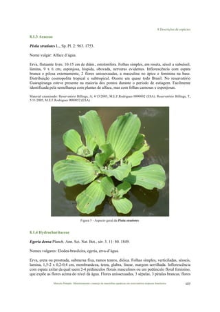 8 Descrições de espécies
Marcelo Pompêo. Monitoramento e manejo de macrófitas aquáticas em reservatórios tropicais brasileiros. 107$
8.1.3 Araceae
Pistia stratiotes L., Sp. Pl. 2: 963. 1753.
Nome vulgar: Alface d’água.
Erva, flutuante livre, 10-15 cm de diâm., estolonífera. Folhas simples, em roseta, séssil a subséssil,
lâmina, 9 x 6 cm, esponjosa, híspida, obovada, nervuras evidentes. Inflorescência com espata
branca e pilosa externamente, 2 flores unissexuadas, a masculina no ápice e feminina na base.
Distribuição cosmopolita tropical e subtropical. Ocorre em quase todo Brasil. No reservatório
Guarapiranga esteve presente na maioria dos pontos durante o período de estiagem. Facilmente
identificada pela semelhança com plantas de alface, mas com folhas carnosas e esponjosas.
Material examinado: Reservatório Billings, A, 4/13/2005, M.E.F.Rodrigues 0000002 (ESA). Reservatório Billings, T,
5/11/2005, M.E.F.Rodrigues 0000052 (ESA)
Figura 5 - Aspecto geral da Pistia stratiotes.
8.1.4 Hydrocharitaceae
Egeria densa Planch. Ann. Sci. Nat. Bot., sér. 3. 11: 80. 1849.
Nomes vulgares: Elodea-brasileira, egeria, erva-d’água.
Erva, ereta ou prostrada, submersa fixa, ramos tenros, dióica. Folhas simples, verticiladas, sésseis,
lamina, 1,5-2 x 0,2-0,4 cm, membranácea, tenra, glabra, linear, margem serrilhada. Inflorescência
com espata axilar da qual saem 2-4 pedúnculos florais masculinos ou um pedúnculo floral feminino,
que expõe as flores acima do nível da água. Flores unissexuadas, 3 sépalas, 3 pétalas brancas, flores
 