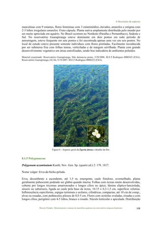 8 Descrições de espécies
Marcelo Pompêo. Monitoramento e manejo de macrófitas aquáticas em reservatórios tropicais brasileiros. 108$
masculinas com 9 estames, flores femininas com 3 estaminódios clavados, amarelos e estigma com
2-3 lobos irregulares amarelos. Fruto cápsula. Planta nativa amplamente distribuída pelo mundo por
ser muito apreciada em aquário. No Brasil ocorrem no Nordeste (Paraíba e Pernambuco), Sudeste e
Sul. No reservatório Guarapiranga esteve dominante em dois pontos em todo período de
amostragem, esteve frequente em sete pontos e foi encontrada apenas uma vez em seis pontos. No
local de estudo esteve presente somente indivíduos com flores pistiladas. Facilmente reconhecida
por ser submersa fixa com folhas tenras, verticiladas e de margem serrilhada. Planta com grande
desenvolvimento vegetativo em áreas eutrofizadas, sendo boa indicadora de ambientes poluídos.
Material examinado: Reservatório Guarapiranga, Não demarcou ponto, 5/29/2008, M.E.F.Rodrigues 0000345 (ESA).
Reservatório Guarapiranga, GUA6, 9/19/2007, M.E.F.Rodrigues 0000222 (ESA).
Figura 6 - Aspecto geral da Egeria densa e detalhe da flor.
8.1.5 Polygonaceae
Polygonum acuminatum Kunth, Nov. Gen. Sp. (quarto ed.) 2: 178. 1817.
Nome vulgar: Erva-de-bicho-peluda.
Erva, decumbente a ascendente, até 1,5 m, emergente, caule fistuloso, avermelhado, planta
geralmente pubescente podendo ser glabra quando imersa. Folhas com ócreas muito desenvolvidas,
coberta por longos tricomas amarronzados e longos cílios no ápice; lâmina elíptico-lanceolada,
sésseis ou subsésseis, ligada ao caule pela base da ócrea, 10-15 x 0,3-1,5 cm, superfície velutina.
Inflorescência espiciforme, espigas terminais e axilares, cilíndricas, compactas, até 10 cm de comp.,
alvas ou rosadas, com pedúnculos pilosos de 0,5-5 cm. Flores com ocréolas ovaladas, rosadas e com
longos cílios, perigônio com 4-5 lobos, branco a rosado. Núcula lenticular e apiculada. Distribuição
 