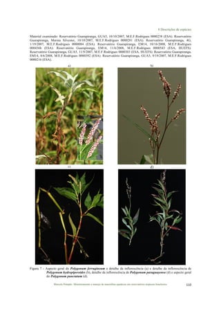 8 Descrições de espécies
Marcelo Pompêo. Monitoramento e manejo de macrófitas aquáticas em reservatórios tropicais brasileiros. 110$
Material examinado: Reservatório Guarapiranga, GUA5, 10/10/2007, M.E.F.Rodrigues 0000238 (ESA). Reservatório
Guarapiranga, Marina Silvester, 10/10/2007, M.E.F.Rodrigues 0000281 (ESA). Reservatório Guarapiranga, 4G,
1/19/2007, M.E.F.Rodrigues 0000084 (ESA). Reservatório Guarapiranga, EM14, 10/16/2008, M.E.F.Rodrigues
000436b (ESA). Reservatório Guarapiranga, EM14, 11/6/2008, M.E.F.Rodrigues 0000543 (ESA, HUEFS).
Reservatório Guarapiranga, GUA5, 11/9/2007, M.E.F.Rodrigues 0000303 (ESA, HUEFS). Reservatório Guarapiranga,
EM14, 8/6/2008, M.E.F.Rodrigues 0000392 (ESA). Reservatório Guarapiranga, GUA5, 9/19/2007, M.E.F.Rodrigues
0000216 (ESA).
a) b)
c) d)
Figura 7 - Aspecto geral do Polygonum ferrugineum e detalhe da inflorescência (a) e detalhe da inflorescência de
Polygonum hydropiperoides (b), detalhe da inflorescência de Polygonum paraguayense (d) e aspecto geral
do Polygonum punctatum (d).
 